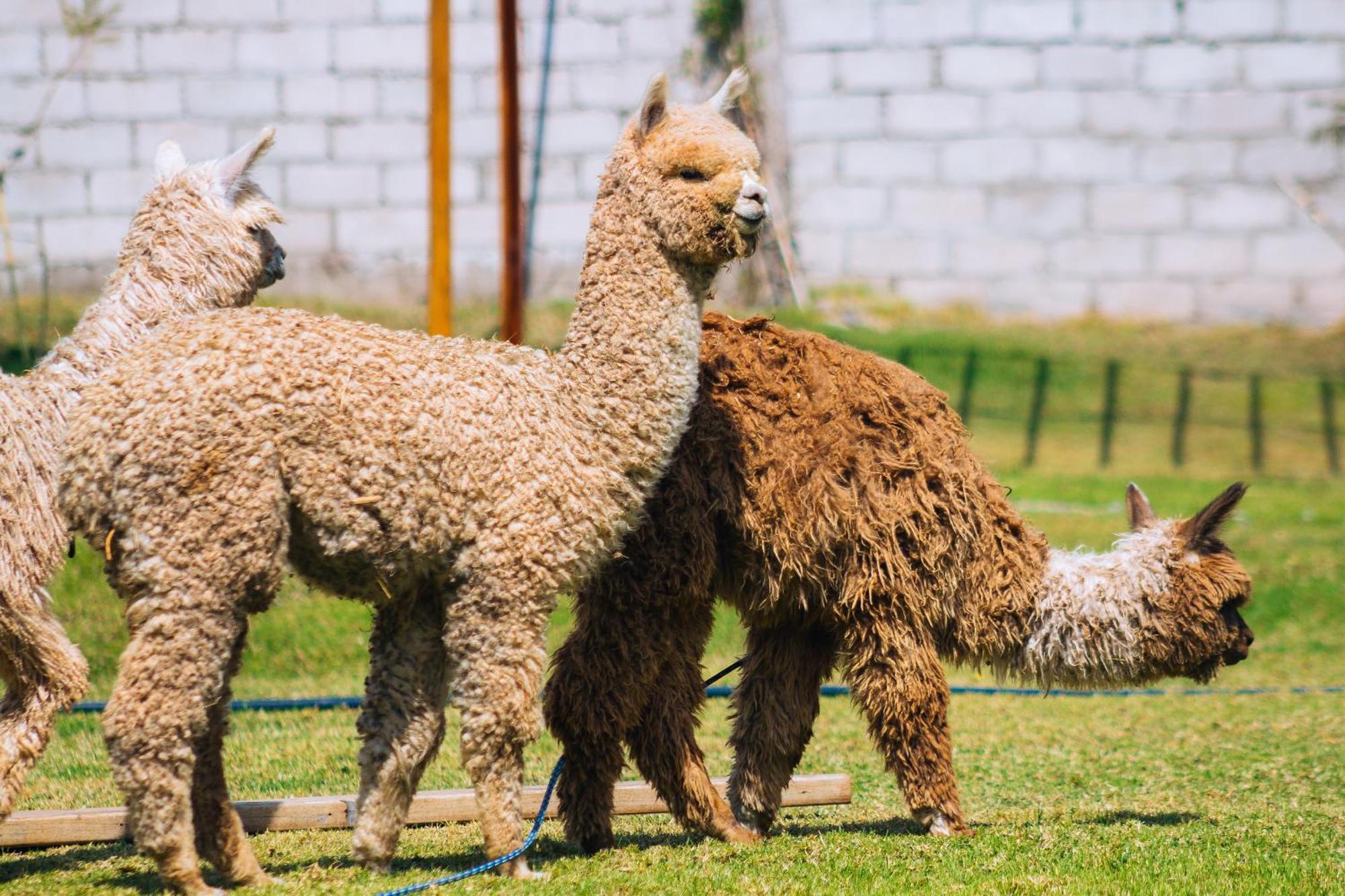 Hacienda Del Valle Sagrado ウルバンバ エクステリア 写真